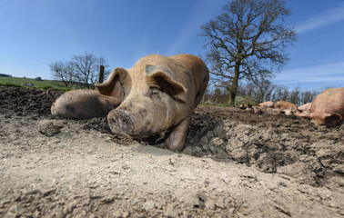 porc cochon elevage ferme agriculture ferme wallonie Belgique