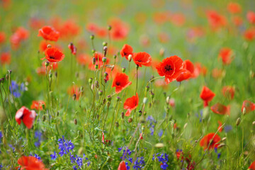 Fototapeta na wymiar Field of poppies and cornflowers