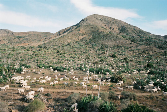 flock of sheep in the mountains
