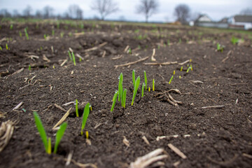 Bunch of germinated grain of wheat or barley with drops of morning dew and morning sunlight.