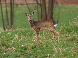 Capreolus capreolus. Roe deer in the meadow, with trees in the background