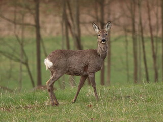 Naklejka na ściany i meble Capreolus capreolus. Roe deer in the meadow, with trees in the background