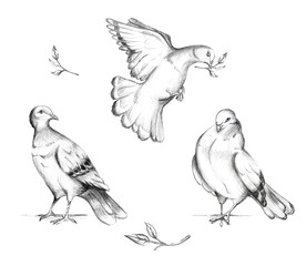 Illustration of a dove by hand isolated on white background.