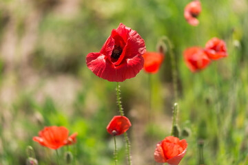 Red poppy flowers