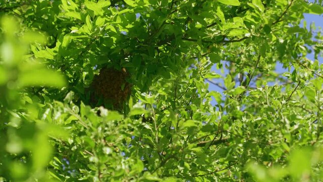 Swarm of honeybees creating big beehive on tree branch and polluting flowers in sunny summer day. Motion of insects flying around honeycomb in garden. Apriculture, beekeeping concept.