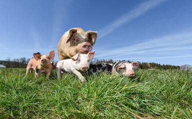 porc cochon elevage ferme agriculture ferme wallonie Belgique