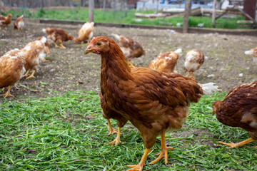 laying hen loman brown. Selective focus.