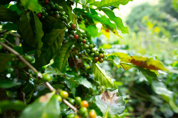 Raw coffee beans on the tree