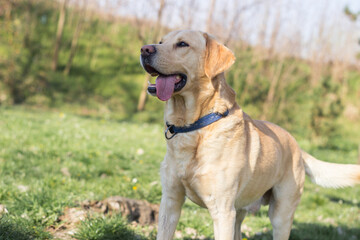 Smiling labrador dog in the city park 