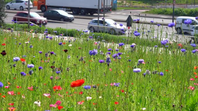 Europe, Italy , Milan April 2021 - spring in coming after Covid-19 Coronavirus lockdown - flowers and nature in downtown - traffic car pollution - green revolution