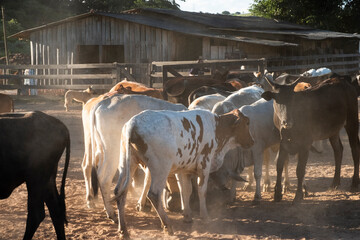 cows in a farm