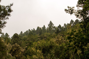 Árboles y nubes en la Caldera, una zona de ocio de la isla de Tenerife