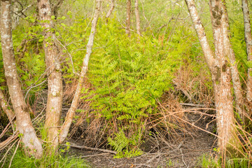 beautiful landscape of the forests of southwestern France in spring
