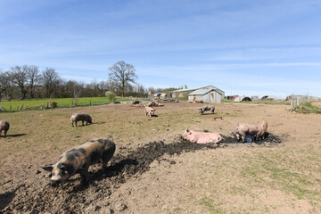 porc cochon elevage ferme agriculture ferme wallonie Belgique