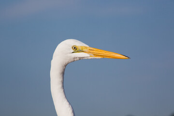 White Egret outdoors in the sunshine