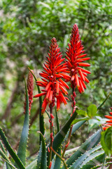 Aloe arborescens pertenece a la familia asphodelaceae © CarlosHerreros