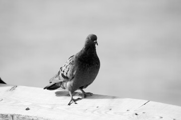 Pigeon on wood in black and white