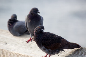 Pigeons perched on wood