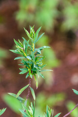 Planta verde en el área recreativa de La Caldera, en la isla de Tenerife