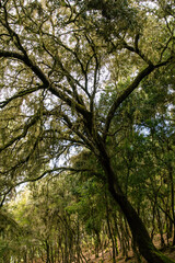 Árbol en sendero de la isla de Tenerife