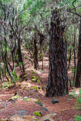 Fototapeta premium Tronco de un árbol en La Caldera, una zona recreativa en la isla de Tenerife 