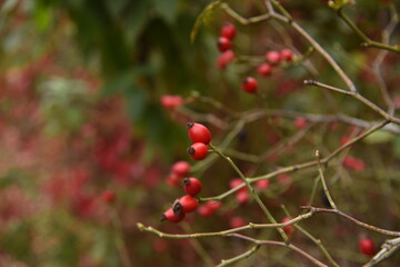Branch with red rose hips