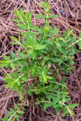 Planta verde en La Caldera, una zona recreativa en la isla de Tenerife