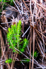 Erica sp pertenece a la familia Ericaceae