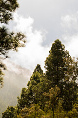 Árboles y nubes en la Caldera, una zona de ocio de la isla de Tenerife