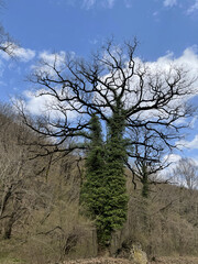 Large flowering tree in mountainous terrain. Fabulously beautiful tree blooms on hilly area in springtime.