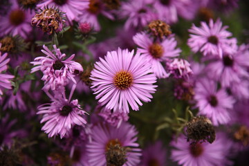 beautiful purple flowers bloom in autumn