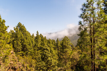 Árboles y nubes en la Caldera, una zona de ocio de la isla de Tenerife