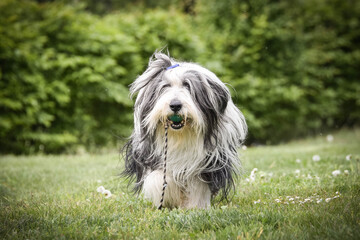 Bearded collie is running in nature. He is so happy outside. He want his ball