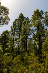 Grupo de árboles en la Caldera, un área recreativa en la isla de Tenerife