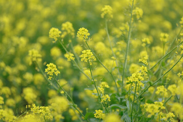 Blossom rape flowers, in the field