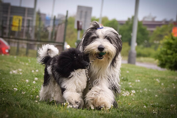 Naklejka na ściany i meble Bearded collie and poodle is running in nature. They looks so fluffy, he is so cute dog