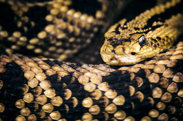 Crotalus culminatus - Northwest Rattlesnake curled up and resting.
