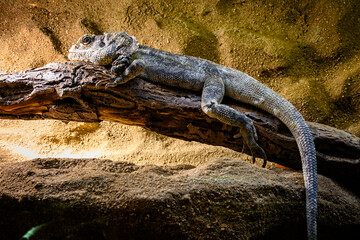 Chlamydosaurus kingii - brown lizard on a wood trunk.