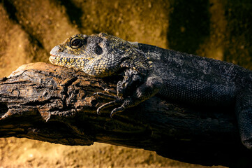 Chlamydosaurus kingii - brown lizard on a wood trunk.