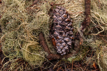 Piñón en el musgo en La Caldera, Una zona recreativa en la isla de Tenerife