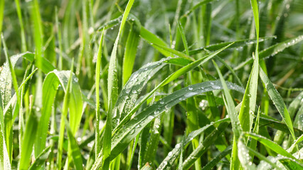 Green spring grass with dew drops. Green background.