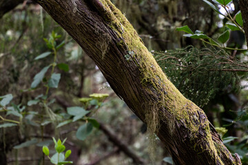 Fototapeta premium tronco de árbol con musgo en La Caldera, una zona de ocio en la isla de Tenerife