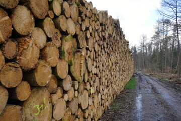 Polter aus Baumstämmen entlang eines Forstwegs, Waldwegs, Forstwirtschaft, Dürre, Waldsterben, Klimawandel	