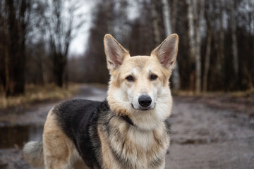 Young mixed breed shepherd dog funny portrait