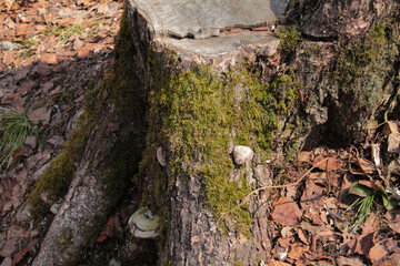 tree stump in green moss