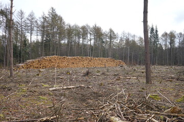 Gerodete Fläche in einem Wald welcher durch Trockenheit und dem Borkenkäfer geschädigt ist, Kahlschlag, Forstwirtschaft, Roden, Klimawandel, Waldsterben