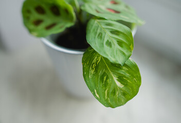 maranta leuconeura kerchoveana variegata little plant in a pot