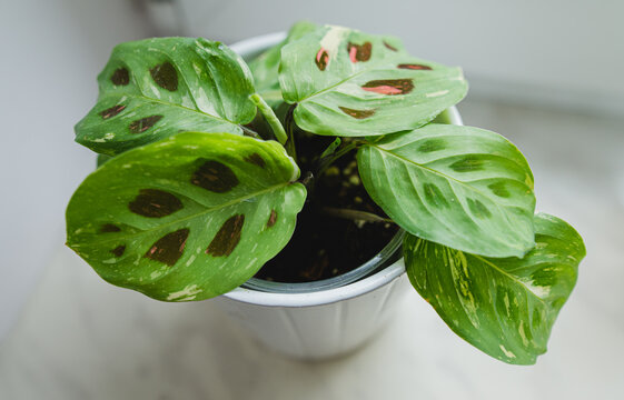 maranta leuconeura kerchoveana variegata little plant in a pot