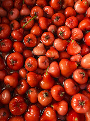 Red Java apple for wine, very tasty wax apple for making wine