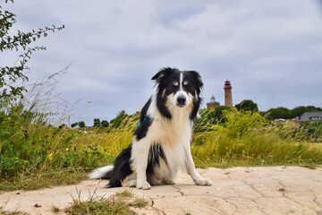 Border collie is sitting on the sand in the nature near to lighthouse, in Germany nature. She is very happy.
